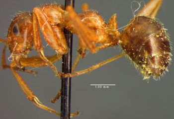 Media type: image;   Entomology 30826 Aspect: habitus lateral view